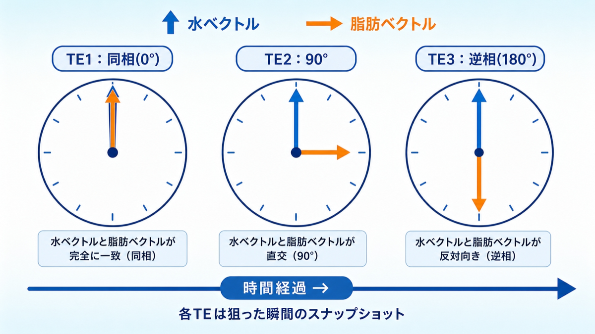 脂肪ベクトルの回転とTE